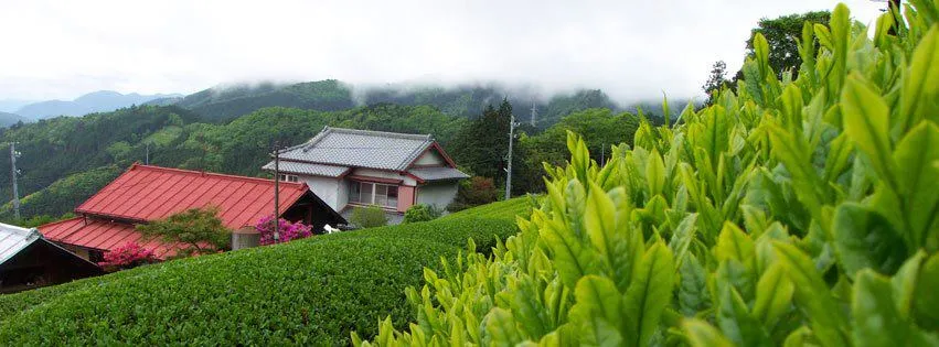 Facebook cover image - Adagios tea