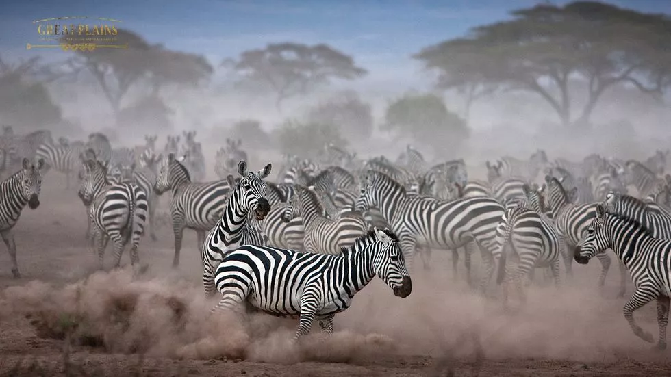 best office backgrounds for zoom 