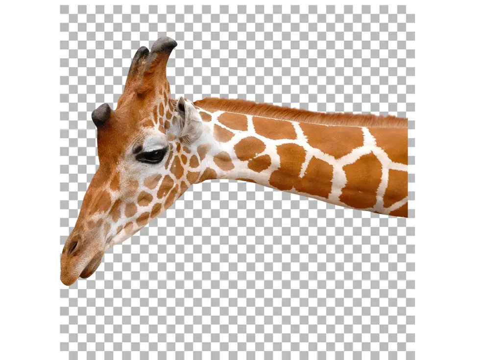  how to make a transparent background in photoshop